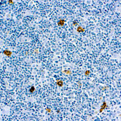 Formalin fixed paraffin embedded human tonsil stained with CD15