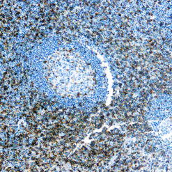 Formalin fixed paraffin embedded human tonsil stained with CD43 antibody.