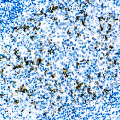 Formalin fixed paraffin embedded human tonsil stained with CD57 antibody.