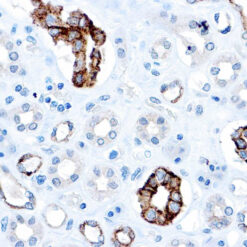 Formalin fixed paraffin embedded human kidney stained with CD63 antibody.