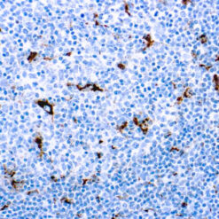 Formalin fixed paraffin embedded human tonsil stained with CD68 antibody