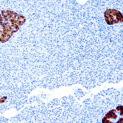 Formalin fixed paraffin embedded human pancreas stained with Chromogranin A antibody.