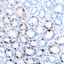 Formalin fixed paraffin embedded stomach stained with Gastrin antibody.