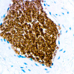 Formalin fixed paraffin embedded human tonsil stained with Glycophorin C antibody.