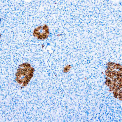 Formalin fixed paraffin embedded human pancreas stained with NSE antibody.