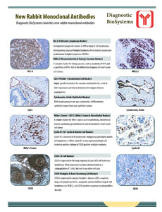 New Rabbit Monoclonal Antibodies