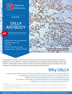 SALL4 Antibody Flyer