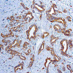 Formalin fixed paraffin embedded human kidney stained with VEGF antibody