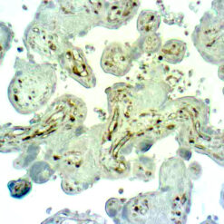 Formalin fixed paraffin embedded human Placenta stained with Caspase 1