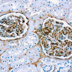 Formalin fixed paraffin embedded human kidney stained with Fibronectin antibody.