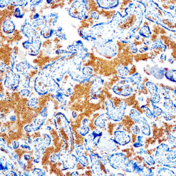 Formalin fixed paraffin embedded human placenta stained with Glycophorin A antibody.