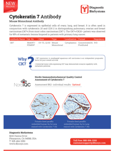 Cytokeratin7 Antibody
