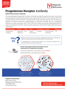 Progesterone Receptor Antibody