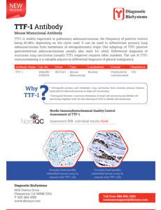 TTF 1 Antibody